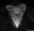Huge / Inch Megalodon Tooth #88-1